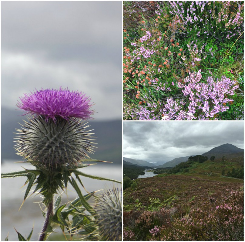 schottland-highlands-kollage