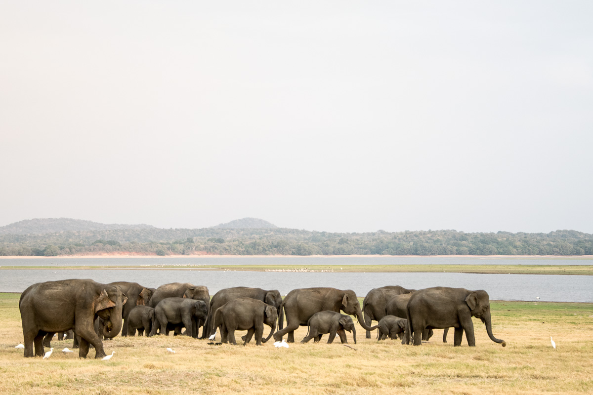 minneriya_elefanten_safari_sri_lanka-19