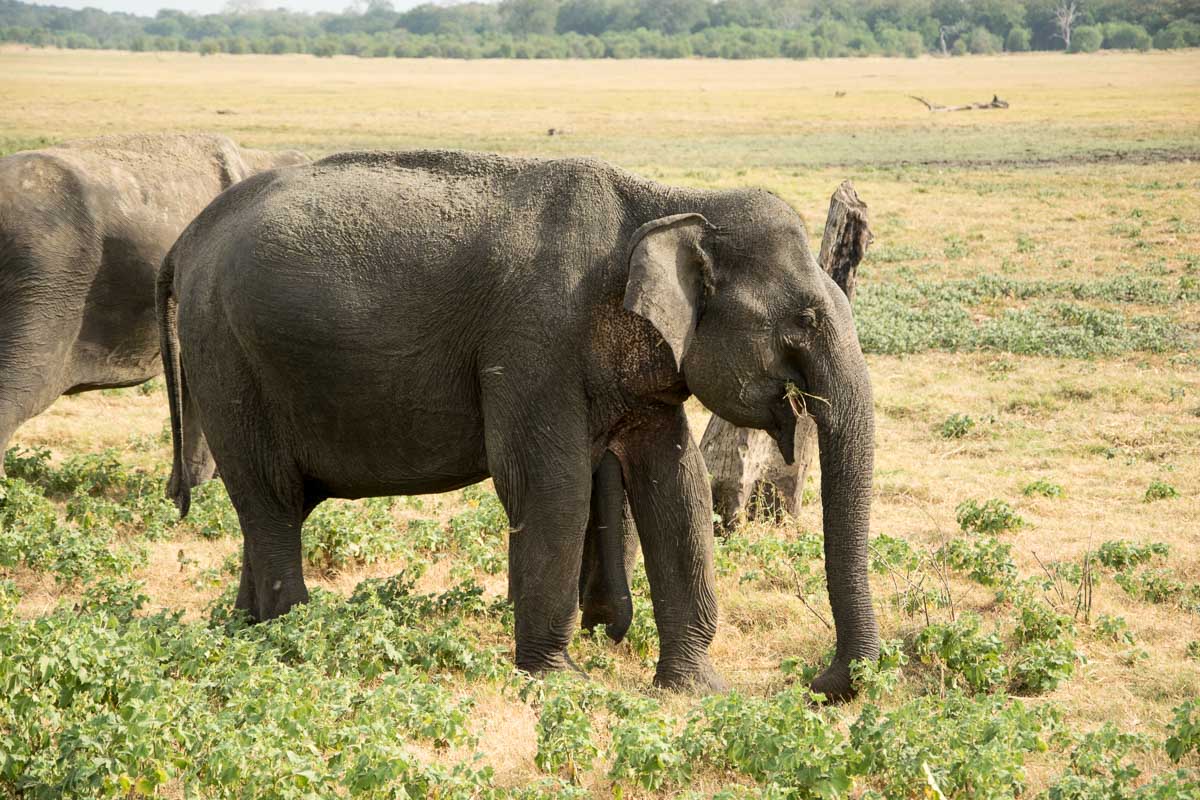 minneriya_elefanten_safari_sri_lanka-2