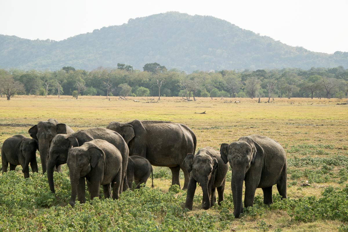 minneriya_elefanten_safari_sri_lanka-3