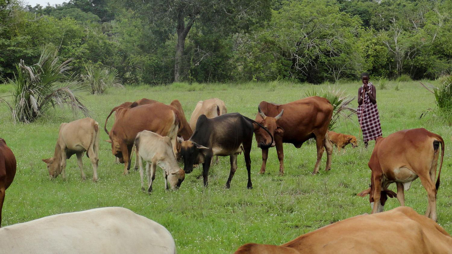 Mangti Hirten in Nyamisati