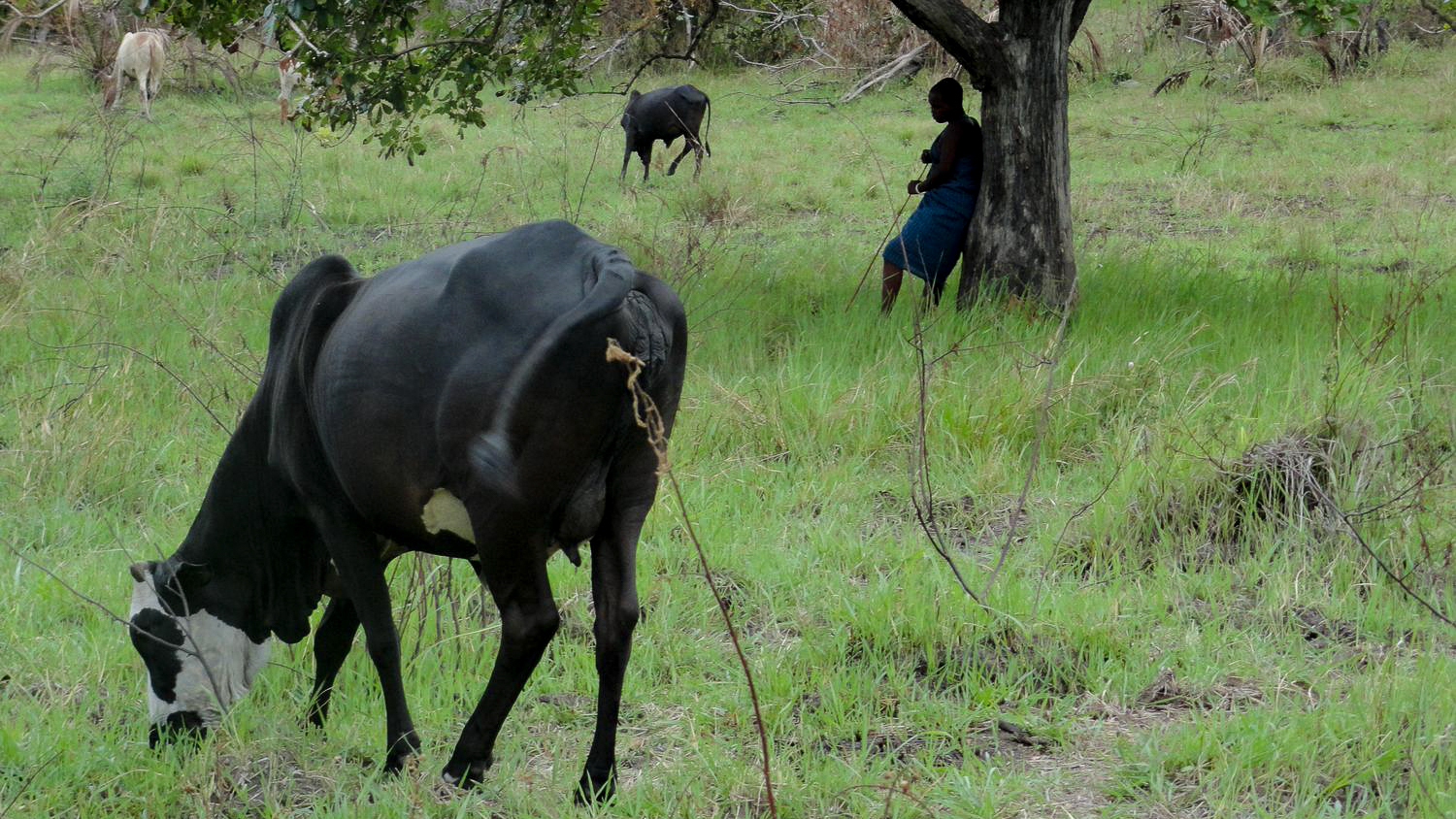 Mangti Hirten in Nyamisati