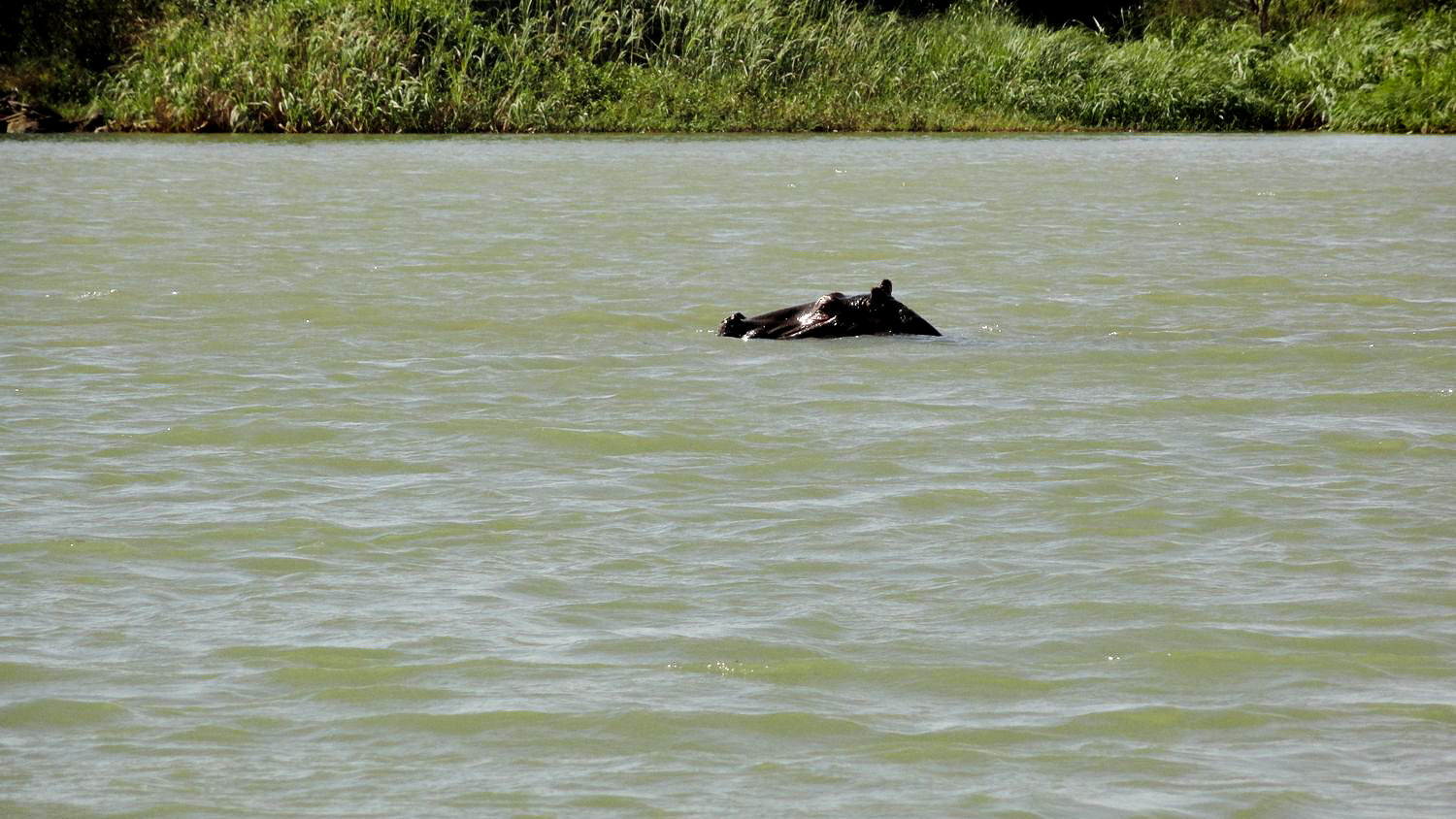 Hippo im Blauen Nil
