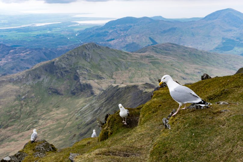 wandern_snowdonia_wales-13