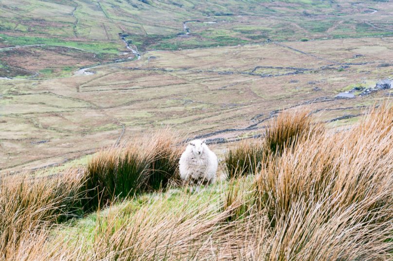 wandern_snowdonia_wales-15