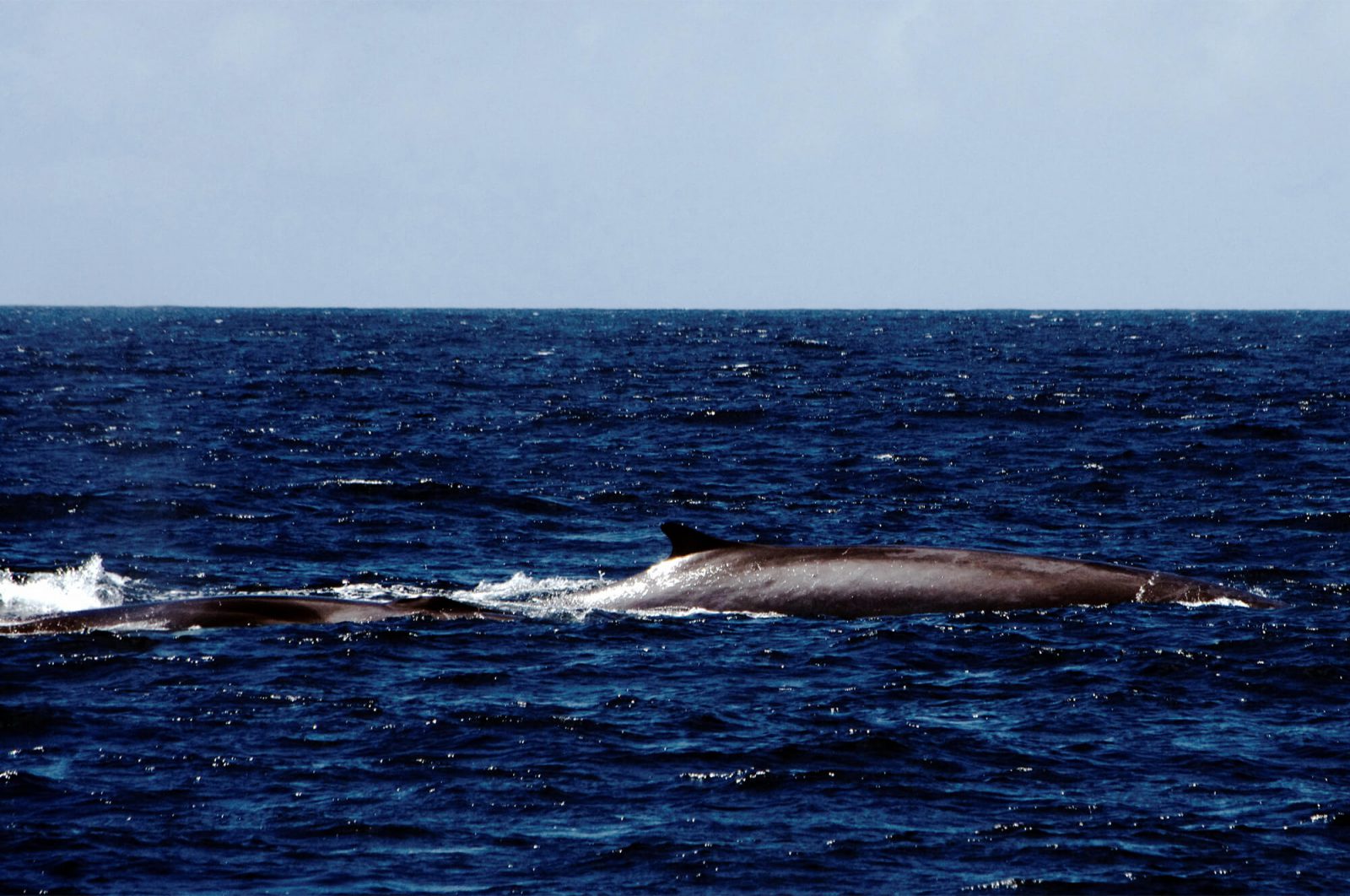 lumorgenstern-whale-watching-azoren14