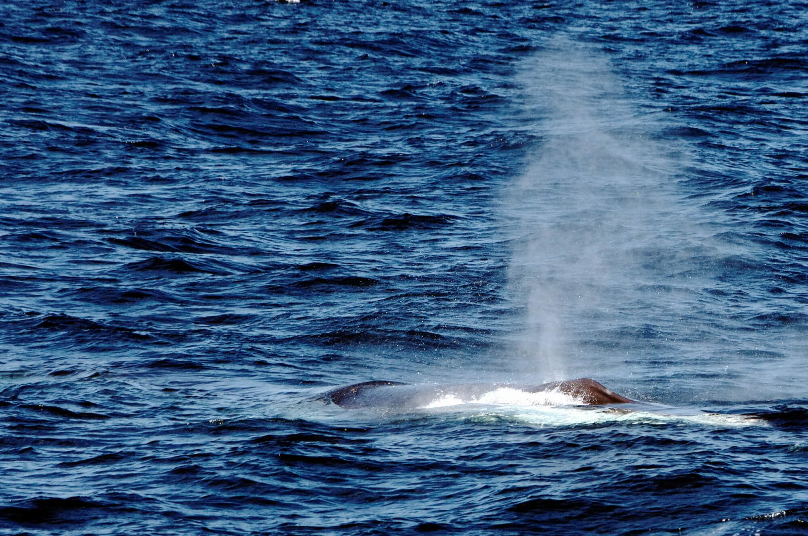 lumorgenstern-whale-watching-azoren18