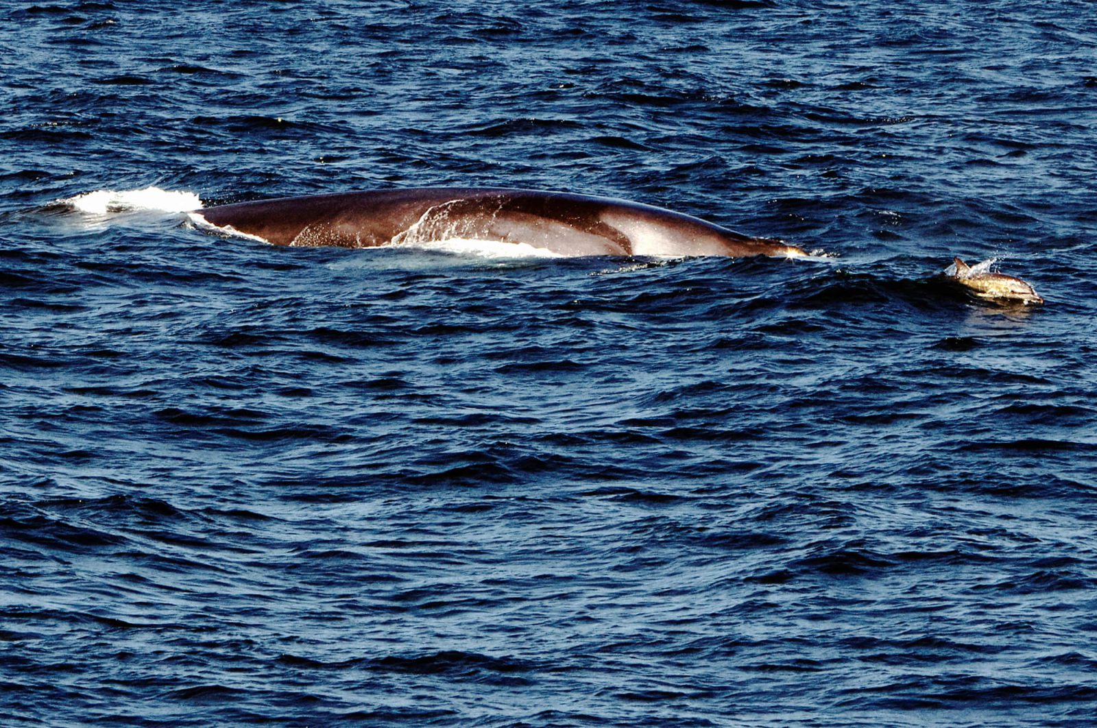 lumorgenstern-whale-watching-azoren21