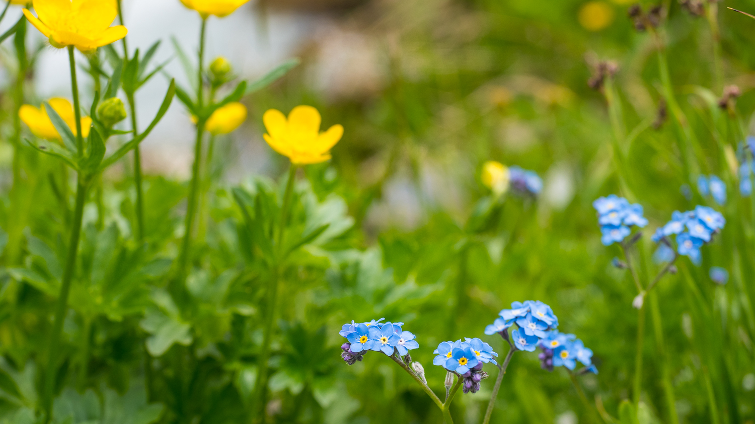 Bergblumen