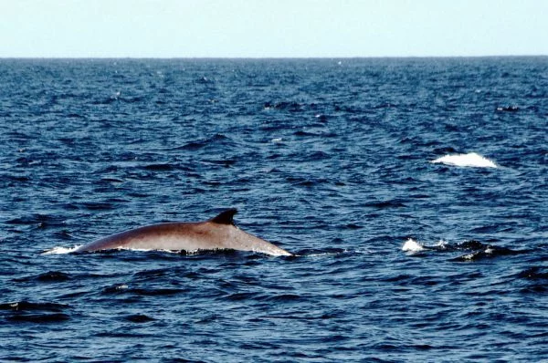 Whale Watching auf den Azoren