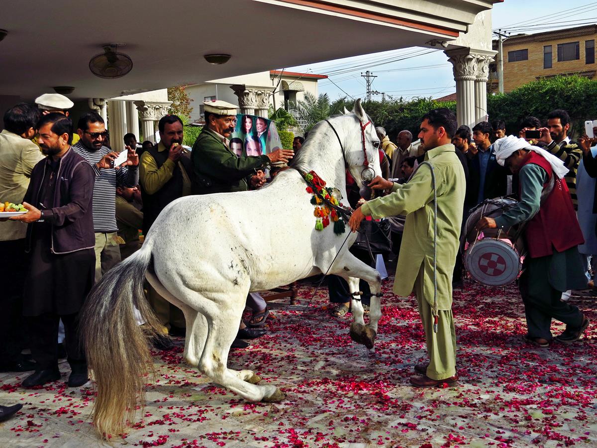 tanzendes Pferd, Rawalpindi, Pakistan