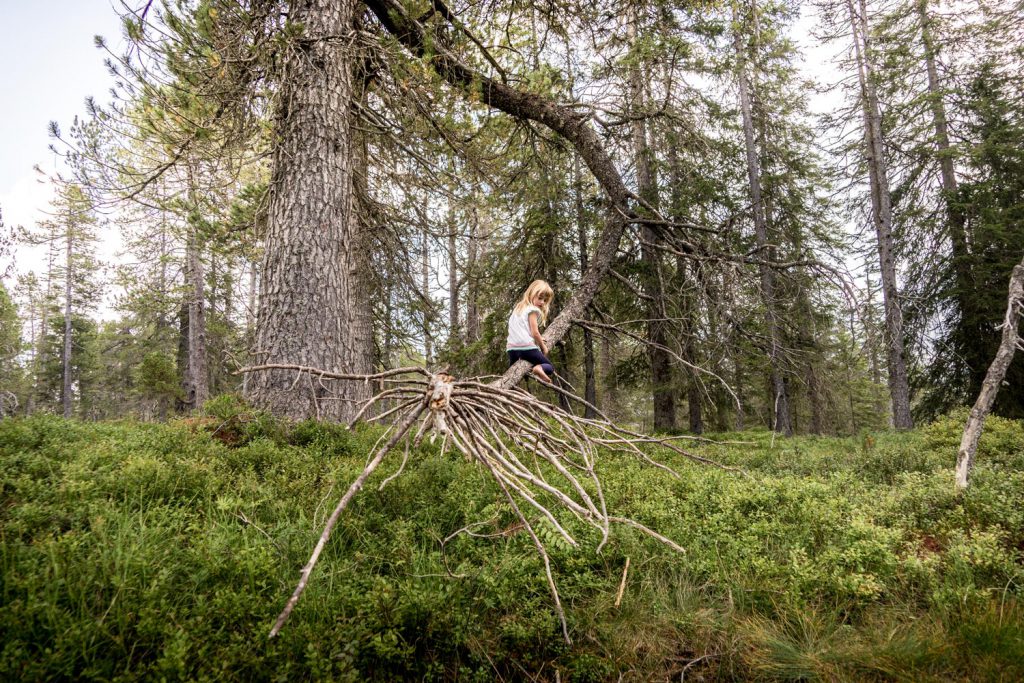 LIFE-for-FIVE-fernweh-Mädchen sitzt barfuss auf einem Kletterbaum im Moor in den Bergen