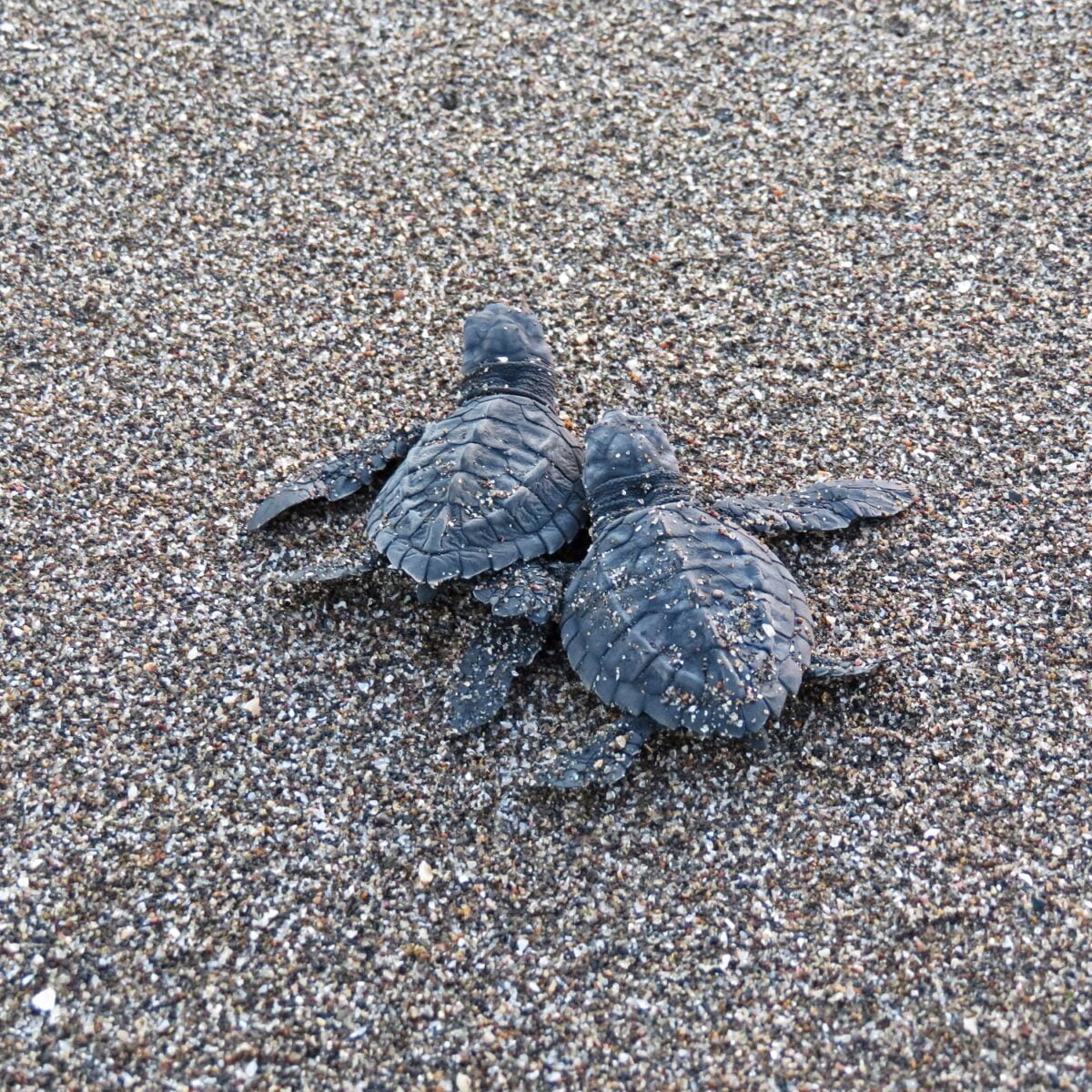 Es waren einmal 20 kleine Schildkröten