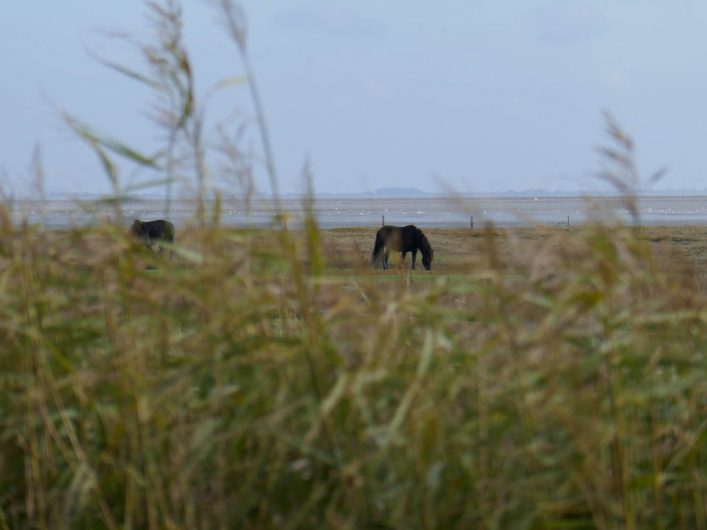 Eine Reise ins Elfenland