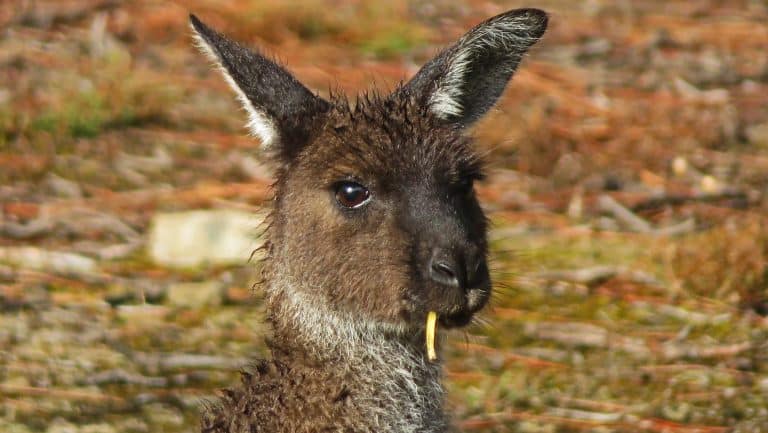 Kangaroo Island