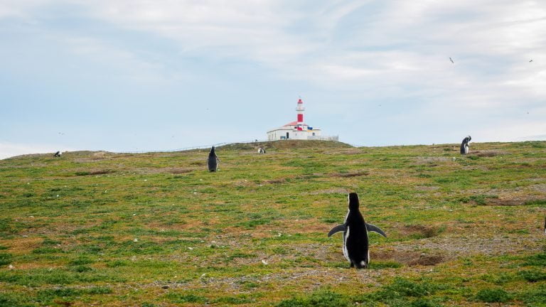 Isla Magdalena