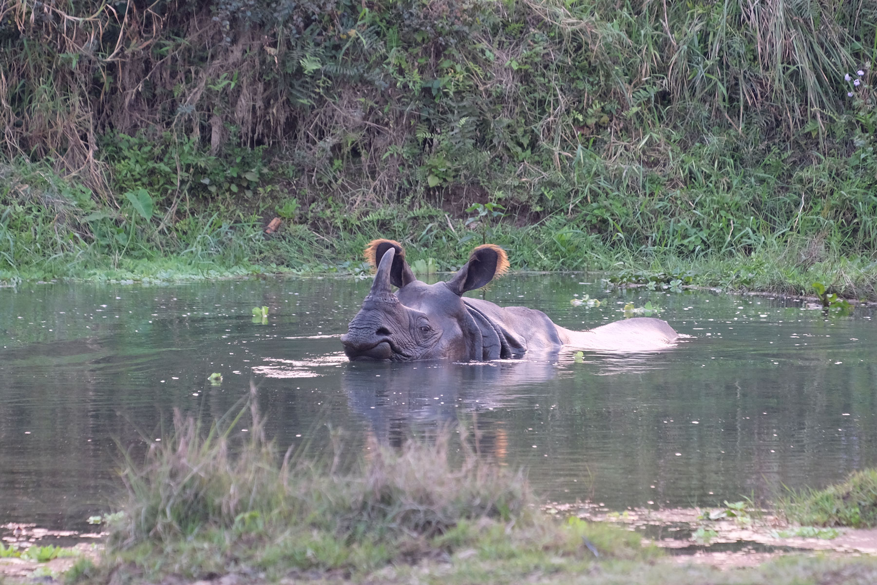 Nashorn im Chitwan Nationalpark Nepal.