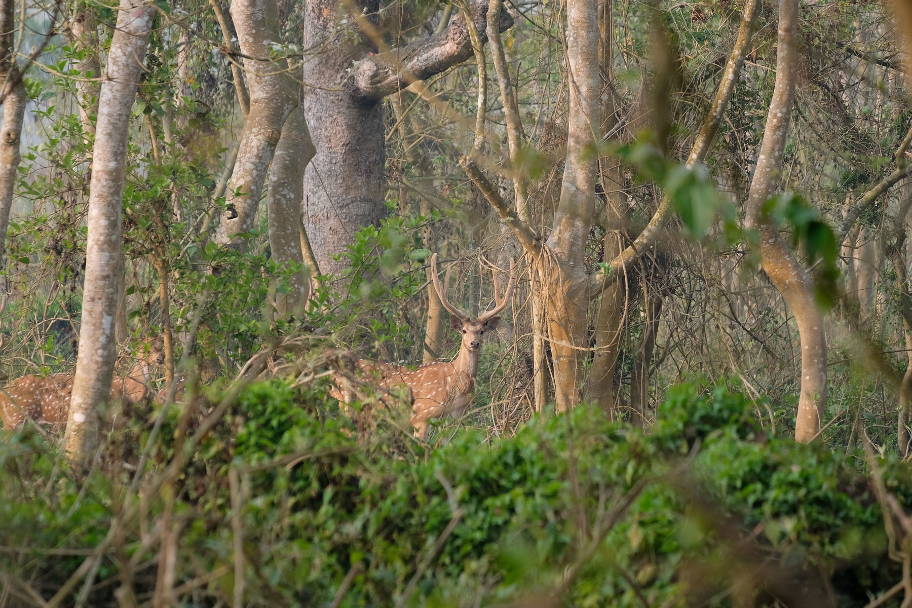 Spotted deer im Chitwan Nationalpark, Nepal.