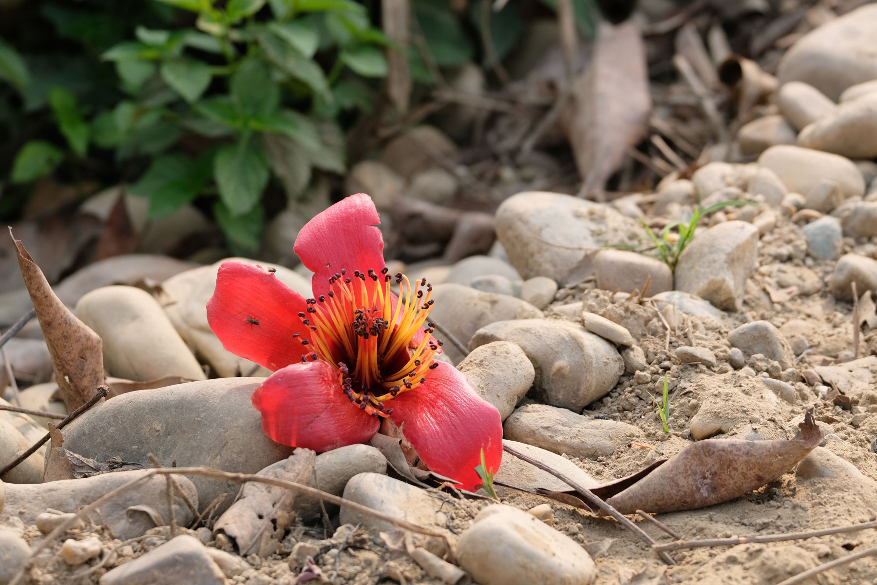 Blume im Chitwan Nationalpark, Nepal.