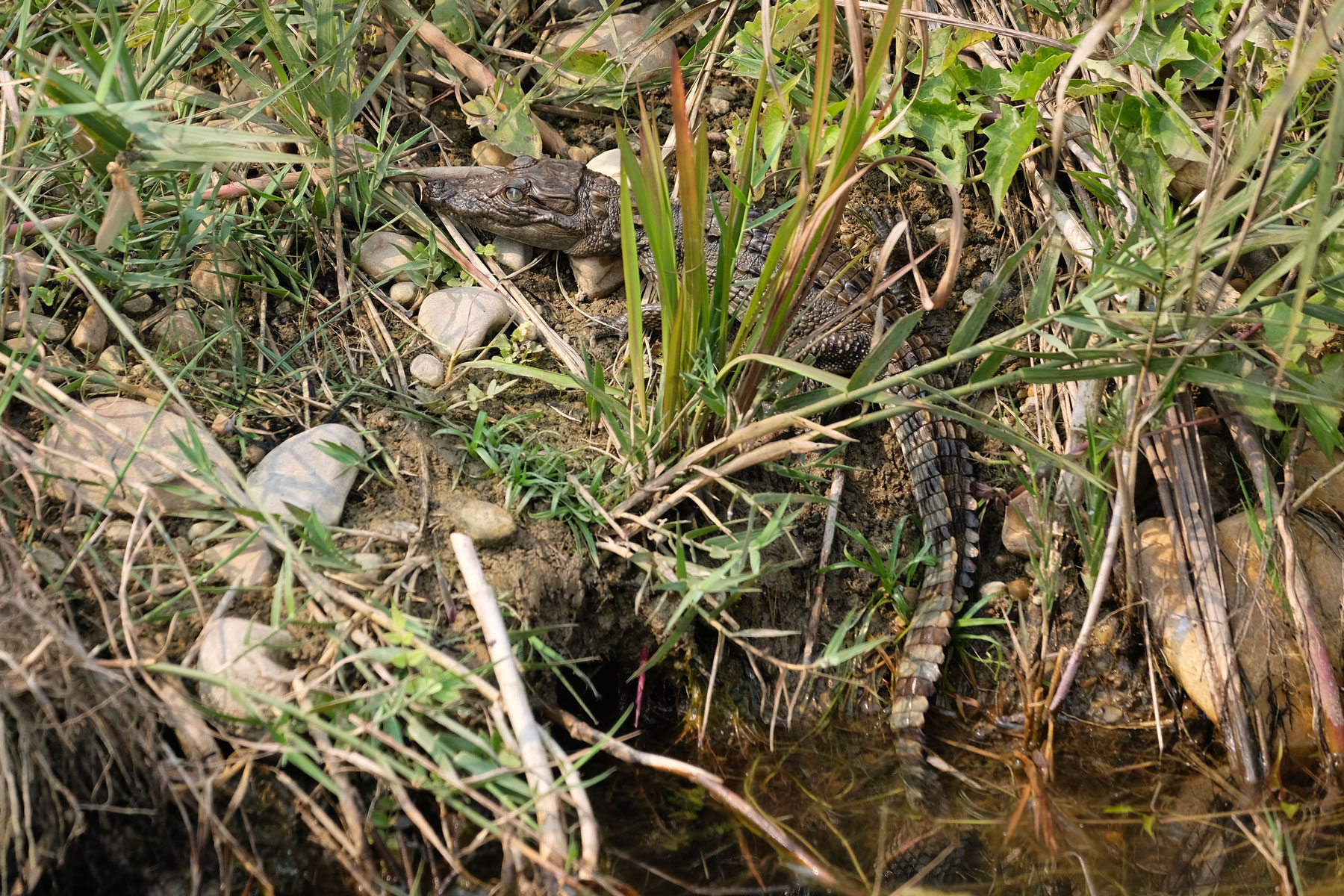 Kleines Krokodil im Chitwan Nationalpark, Nepal.