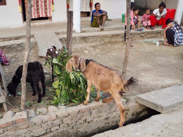 Dorfleben auf nepalesisch