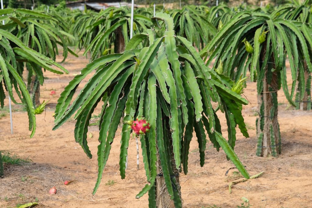 Eine Drachenfrucht-Plantage in Vietnam.