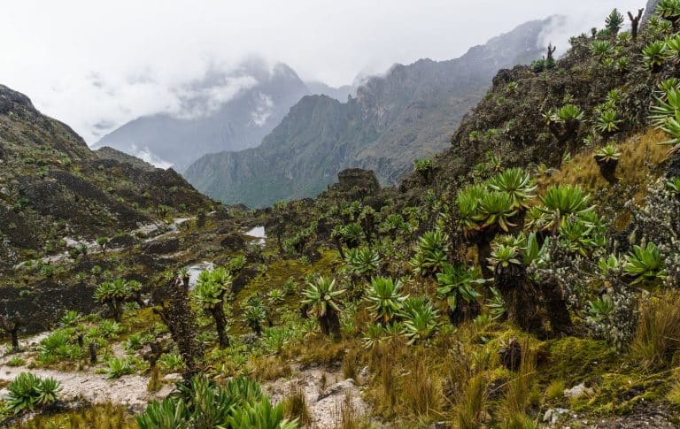 Im Nebelreich des Rwenzori