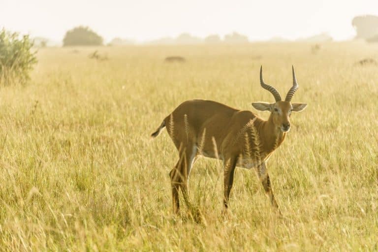 Safari-Afrika ist eine schöne Illusion