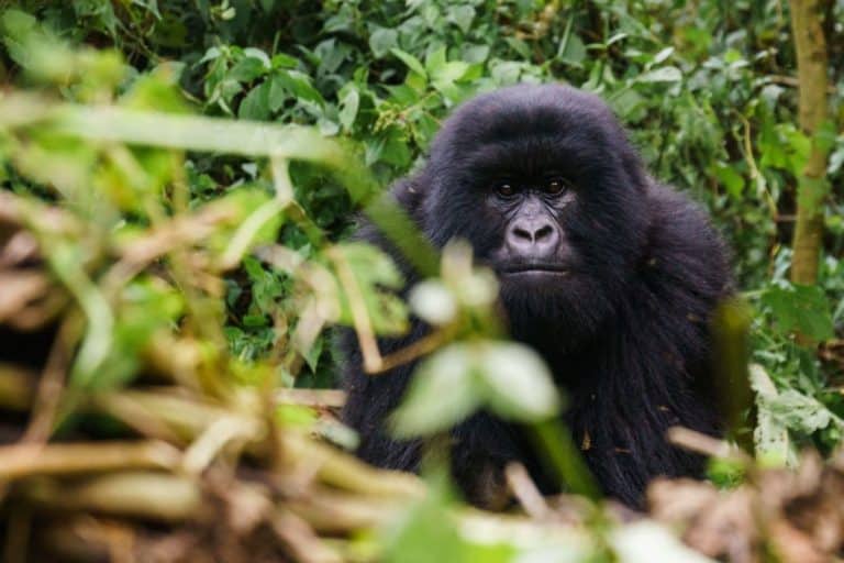 Die Gorillas von Virunga