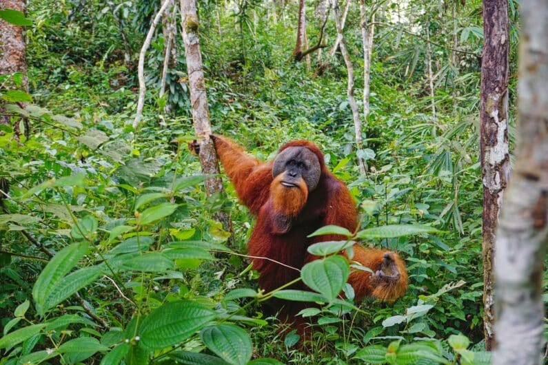 Die Orang-Utans im Gunung Leuser Nationalpark