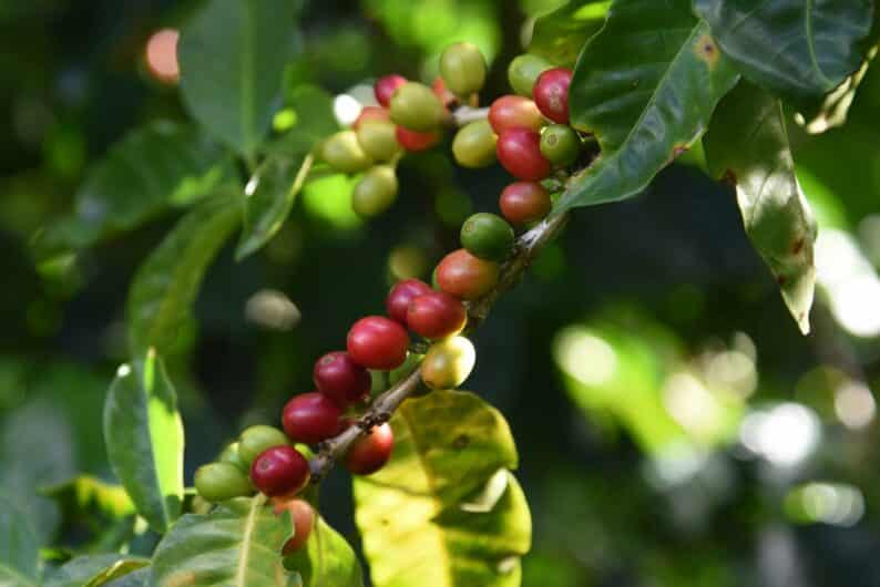 Kleine Kaffeereise ins Paradies:  Auf nach Costa Rica