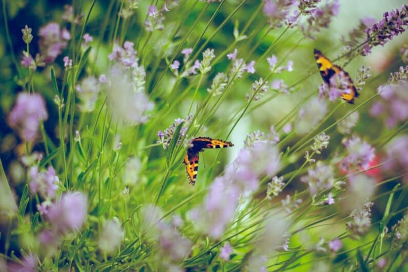 Bereiten Sie Ihren Garten für sonnige Tage vor