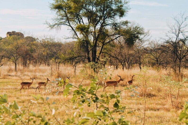 Auf Projektreise in Simbabwe 