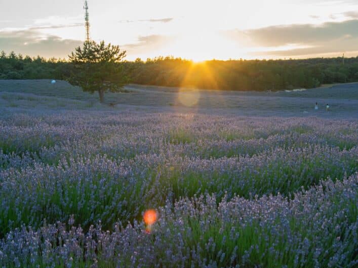 Der violette Landstrich