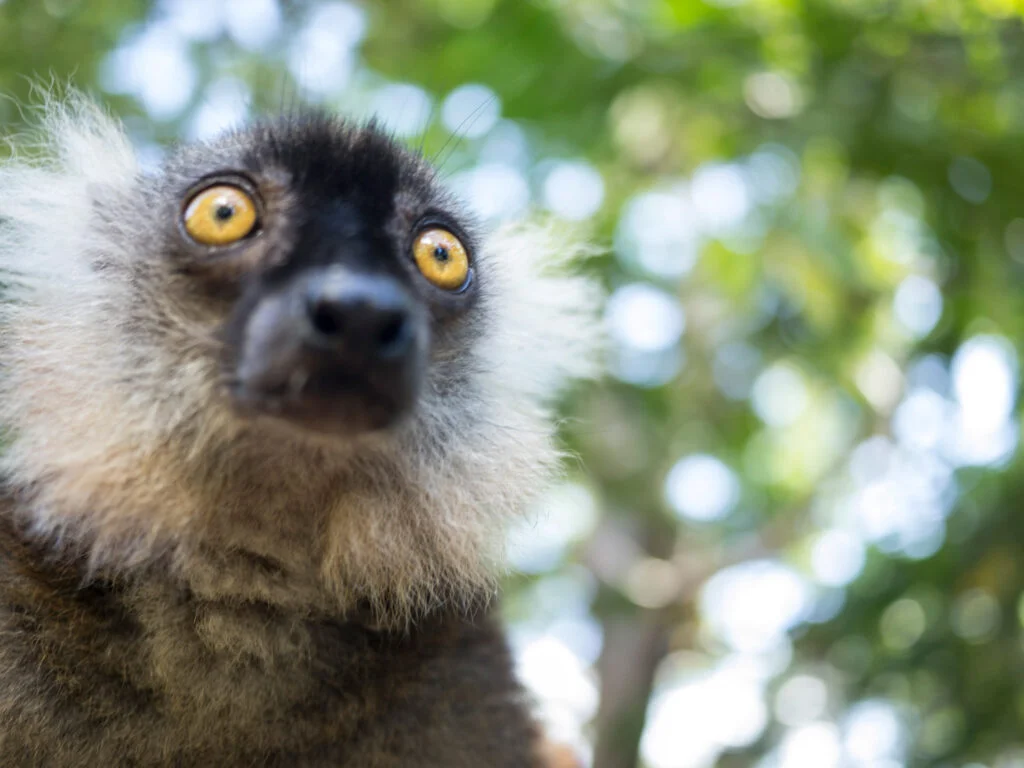 Buch über Madagaskar: Der Ruf der Lemure