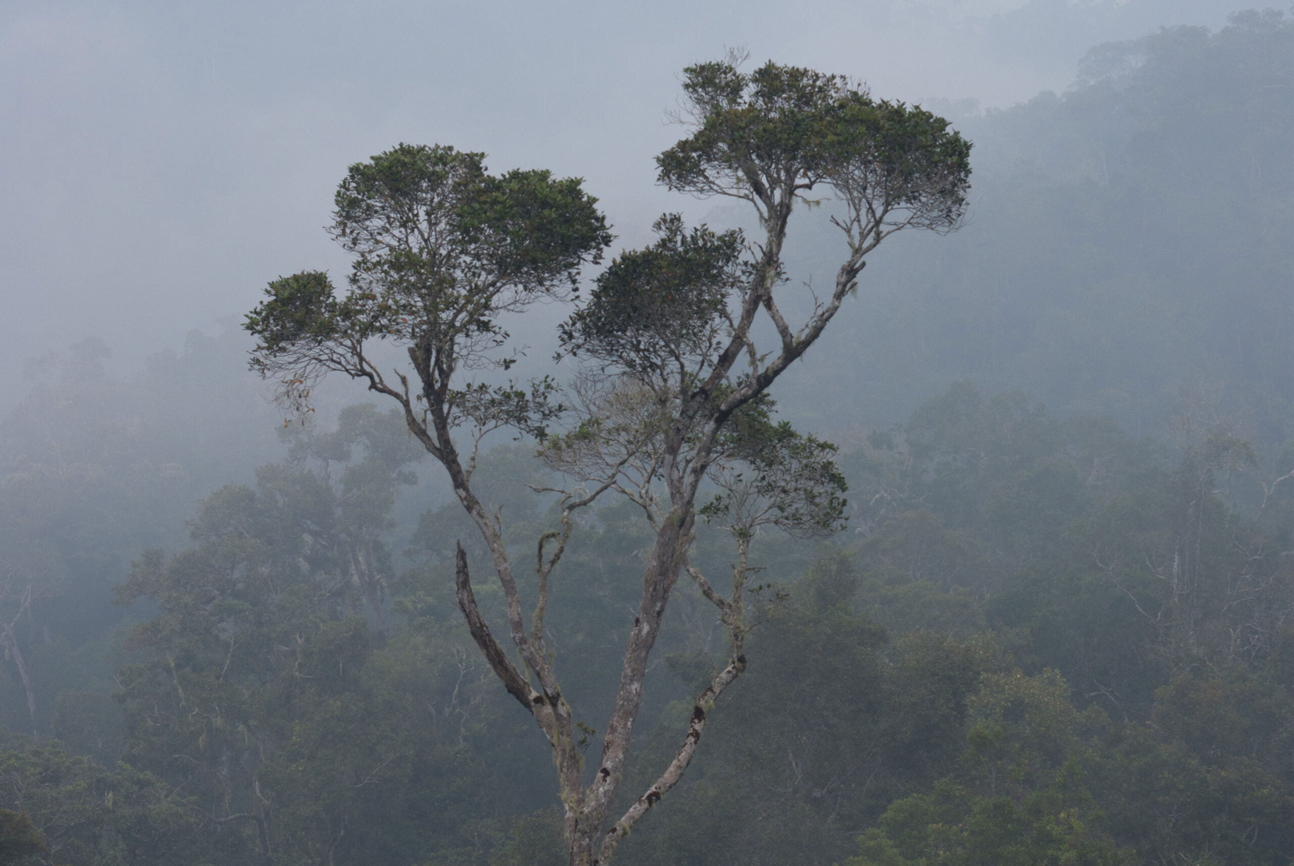 Madagaskar – du bist so schön und so brutal