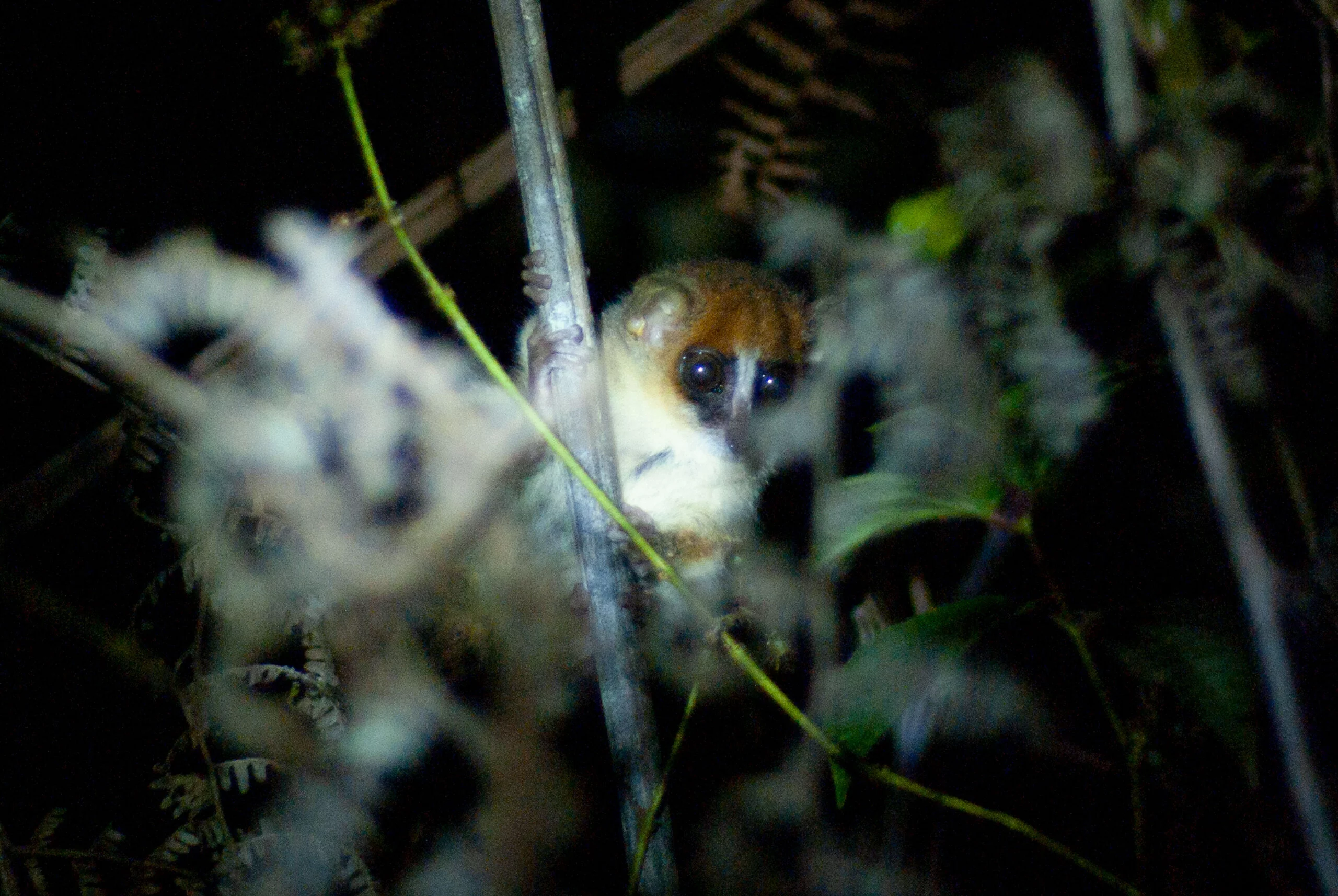 Madagaskar bei Nacht – auf der Suche nach Lemuren