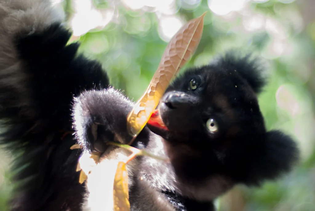 Buch über Madagaskar: Der Ruf der Lemure