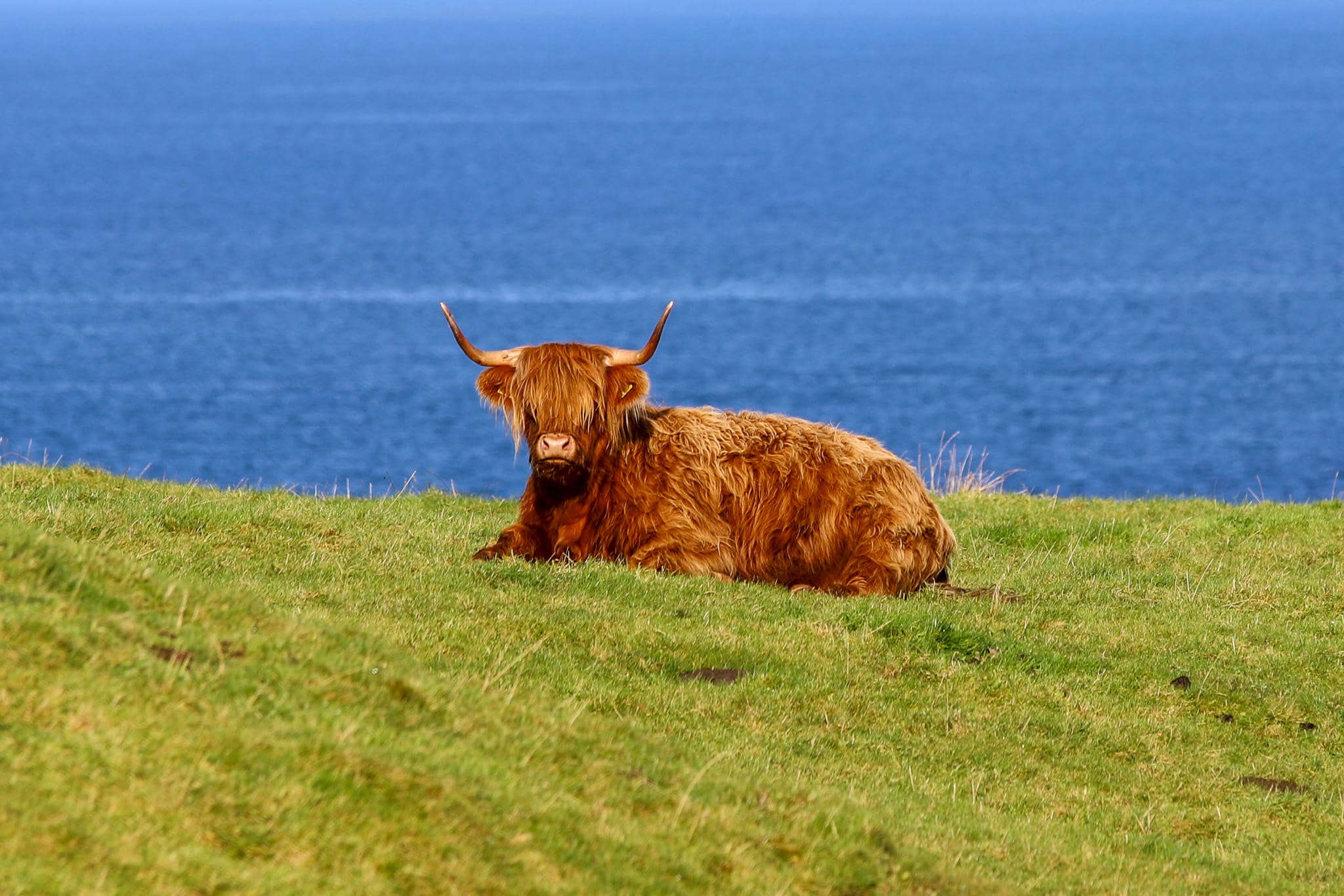 Isle of Mull: zwischen Walen und Hochlandrindern