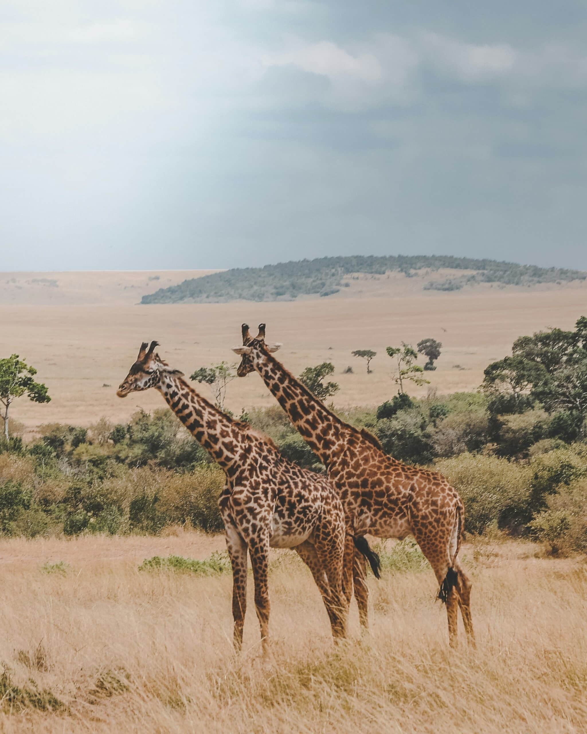 Unsere Flitterwochen? Giraffen vorm Zelt und Sand zwischen den Zehen!
